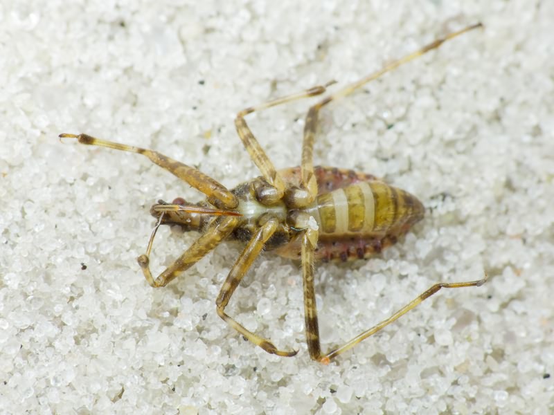 Himacerus apterus (Fabricius, 1798)
